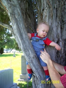 In the tree.