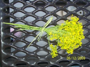 Wild Flowers from my Boys.  :)